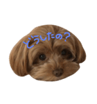 もかぷー（個別スタンプ：4）