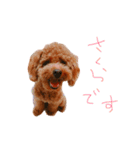 さくらぴんぬ（個別スタンプ：2）