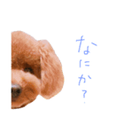さくらぴんぬ（個別スタンプ：5）