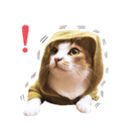 Assassin's cat Mila- funny expression（個別スタンプ：1）