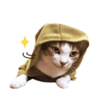 Assassin's cat Mila- funny expression（個別スタンプ：3）