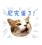 Assassin's cat Mila- funny expression（個別スタンプ：5）