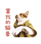 Assassin's cat Mila- funny expression（個別スタンプ：7）