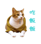 Assassin's cat Mila- funny expression（個別スタンプ：12）