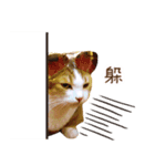Assassin's cat Mila- funny expression（個別スタンプ：13）