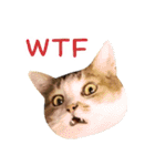 Assassin's cat Mila- funny expression（個別スタンプ：14）