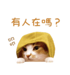 Assassin's cat Mila- funny expression（個別スタンプ：15）