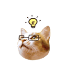 Assassin's cat Mila- funny expression（個別スタンプ：16）