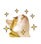 Assassin's cat Mila- funny expression（個別スタンプ：17）