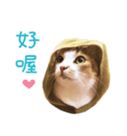 Assassin's cat Mila- funny expression（個別スタンプ：18）