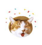 Assassin's cat Mila- funny expression（個別スタンプ：20）