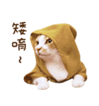 Assassin's cat Mila- funny expression（個別スタンプ：22）
