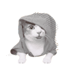 Assassin's cat Mila- funny expression（個別スタンプ：23）