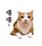 Assassin's cat Mila- funny expression（個別スタンプ：24）