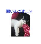 ぶち丸-2017 vol-1（個別スタンプ：2）