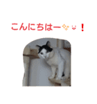 ぶち丸-2017 vol-1（個別スタンプ：4）