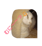 ぶち丸-2017 vol-1（個別スタンプ：7）