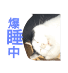 ぶち丸-2017 vol-1（個別スタンプ：9）