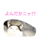ぶち丸-2017 vol-1（個別スタンプ：12）