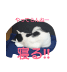 ぶち丸-2017 vol-1（個別スタンプ：21）