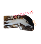 ぶち丸-2017 vol-1（個別スタンプ：24）