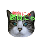KonyankoLife（個別スタンプ：1）