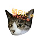 KonyankoLife（個別スタンプ：2）