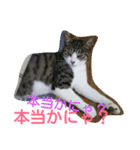 KonyankoLife（個別スタンプ：7）