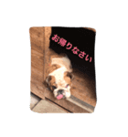 ブルちゃ〜ん2（個別スタンプ：7）