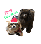 Joy,Pomeranian and Ful,Chihuahua（個別スタンプ：1）