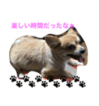 Joy,Pomeranian and Ful,Chihuahua（個別スタンプ：3）