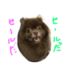 Joy,Pomeranian and Ful,Chihuahua（個別スタンプ：6）