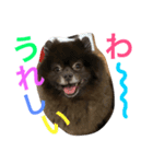 Joy,Pomeranian and Ful,Chihuahua（個別スタンプ：12）