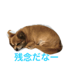 Joy,Pomeranian and Ful,Chihuahua（個別スタンプ：13）