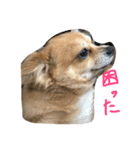 Joy,Pomeranian and Ful,Chihuahua（個別スタンプ：16）