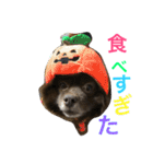 Joy,Pomeranian and Ful,Chihuahua（個別スタンプ：17）