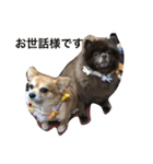 Joy,Pomeranian and Ful,Chihuahua（個別スタンプ：29）