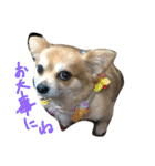 Joy,Pomeranian and Ful,Chihuahua（個別スタンプ：31）