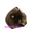 Joy,Pomeranian and Ful,Chihuahua（個別スタンプ：32）