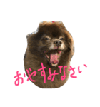 Joy,Pomeranian and Ful,Chihuahua（個別スタンプ：33）