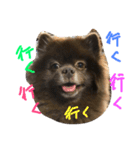 Joy,Pomeranian and Ful,Chihuahua（個別スタンプ：34）