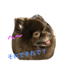 Joy,Pomeranian and Ful,Chihuahua（個別スタンプ：37）