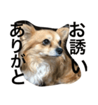 Joy,Pomeranian and Ful,Chihuahua（個別スタンプ：40）