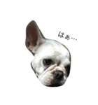 犬の顔−表情– JP（個別スタンプ：1）