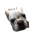犬の顔−表情– JP（個別スタンプ：2）