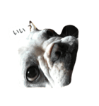 犬の顔−表情– JP（個別スタンプ：3）