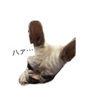 犬の顔−表情– JP（個別スタンプ：4）