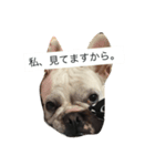 犬の顔−表情– JP（個別スタンプ：5）