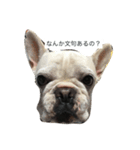犬の顔−表情– JP（個別スタンプ：6）