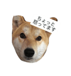 犬の顔−表情– JP（個別スタンプ：9）